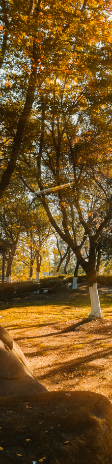 苏州中国花卉植物园-苏州