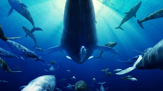 烟台海昌鲸鲨海洋公园