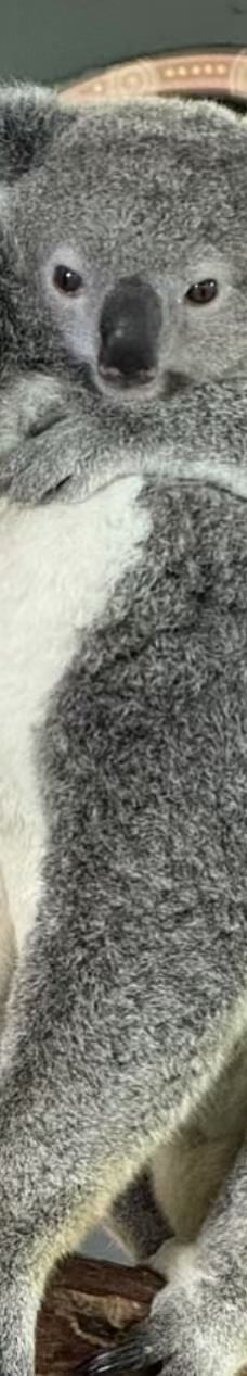 库兰达考拉花园-库兰达