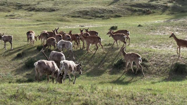 乌兰布统鄂温克驯鹿部落