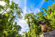 望天树-空中走廊景点图片