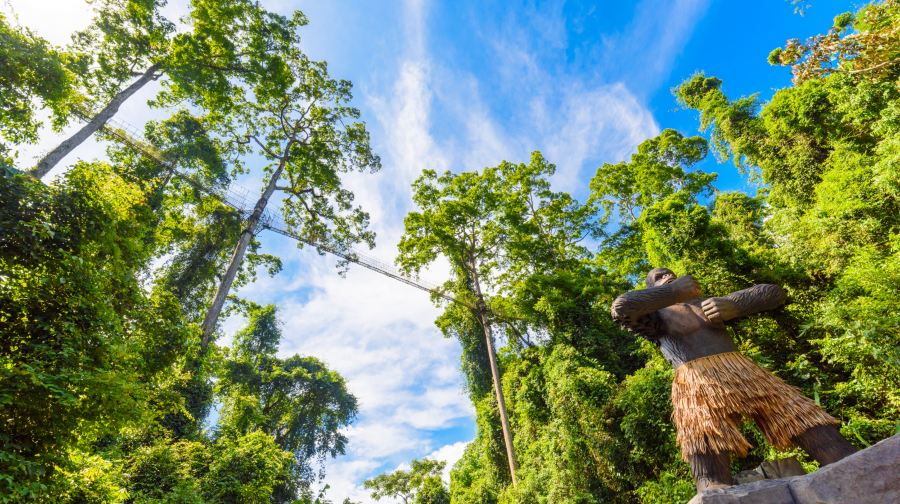 望天树-空中走廊