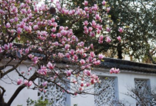 拙政园景点图片