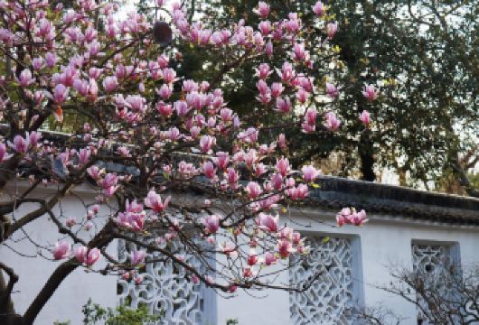 苏州拙政园+狮子林半日游【上午10点10分场次】【苏州私家园林代景点：中国四大名园——拙政园、假山王国——狮子林 。】