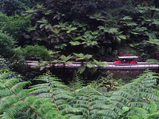 嘉阳桫椤湖旅游景区