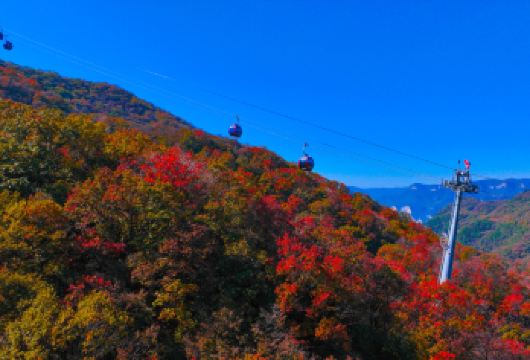 云台山一日游【新乡出发】【云台山，世界地质公园，园区地形复杂， 气候随海拔与山势山形变化各异、 上下差异明显， 原始次生】