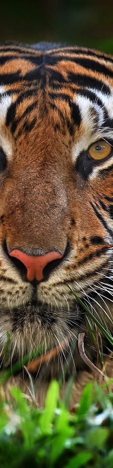 SAFARI LAGOI BINTAN-民丹岛