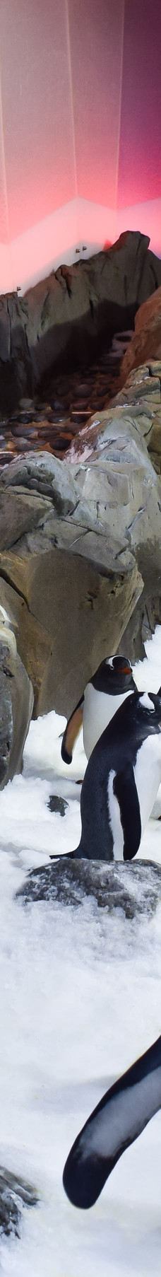 墨尔本水族馆-墨尔本