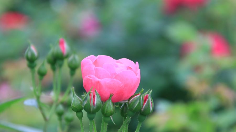 花园郎洞