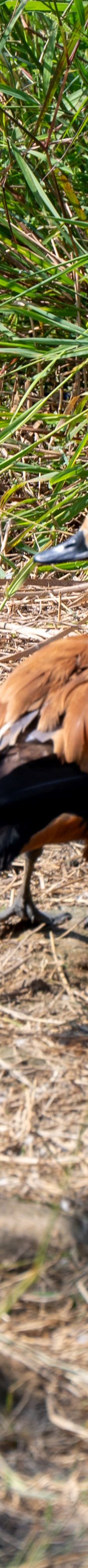 桐城动物园-桐城