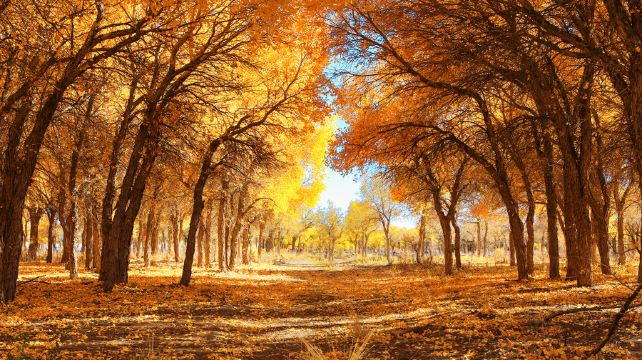 黑城弱水胡杨风景区