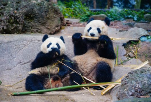 卧龙中华大熊猫苑神树坪基地一日游【成都-卧龙-成都丨直通车】【自由行推荐，没有任何隐形消费，行程轻松，出行方便。】