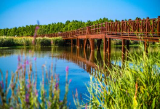 东滩湿地公园景点图片