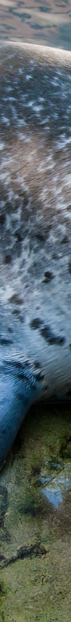 新英格兰水族馆-波士顿