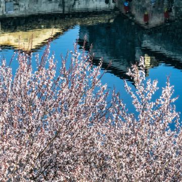 黄山风景区+九华山风景区+新安江山水画廊+西递+宏村7日6晚跟团游