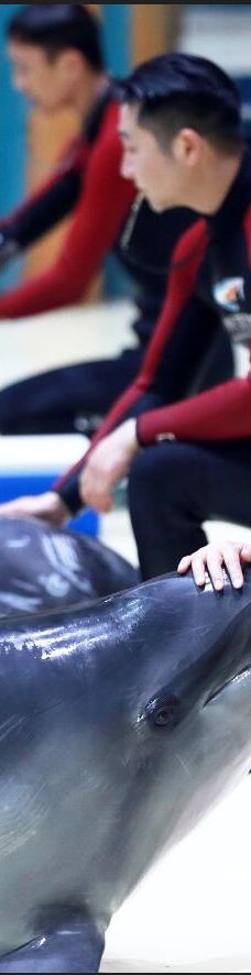 郑州海洋馆-郑州