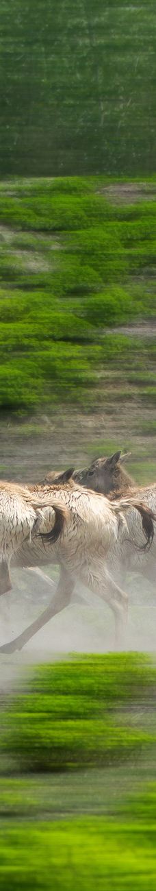 溱湖国家湿地公园-泰州