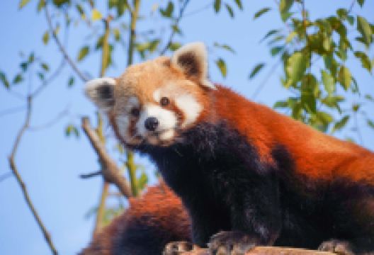 杭州野生动物世界景点图片