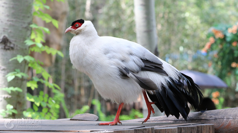 北京野生動物園