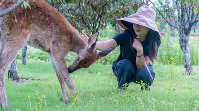 南北湖·小鹿营地