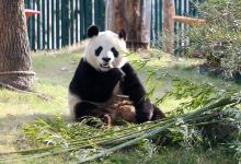 上海野生动物园景点图片
