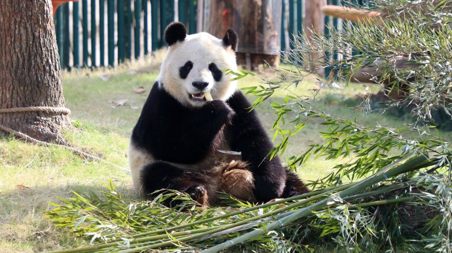 上海野生动物园