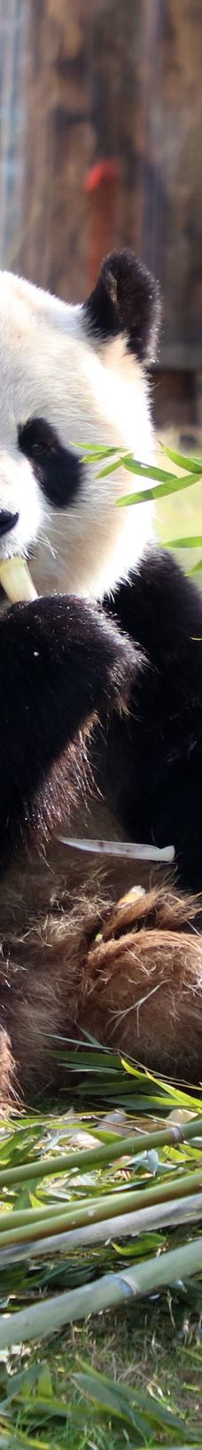 上海野生动物园-上海