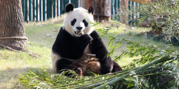 上海野生動物園