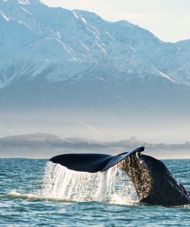 11D10N • New Zealand South Island - Whale Watching - Stargazing - Oamaru Penguin Colony - Dunedin City Tour