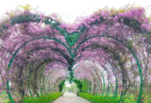 陶辛恋花湾景点图片
