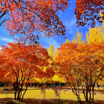 韩国首尔+仁川+春川市+釜山8日7晚拼小团