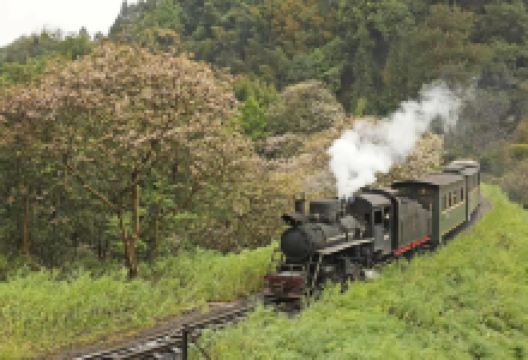 嘉阳桫椤湖旅游景区景点图片