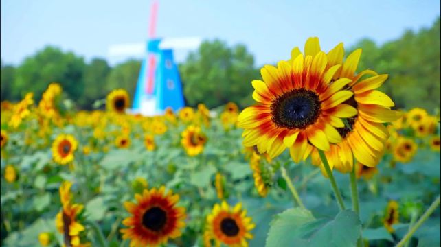 武汉农业集团郁金香主题公园