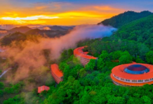 雁南飞茶田景区景点图片