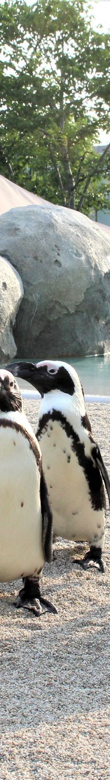 仙台海洋森林水族馆-仙台