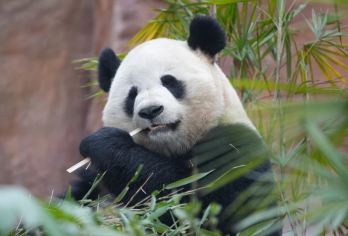 重庆乐和乐都动物主题乐园一日游【Vip私家包车+包含门票】【[品质亮点]：含门票，您不操心繁琐的排队购票事情及等待苦恼，旅游管家为您操办一切，没有后顾之忧。】