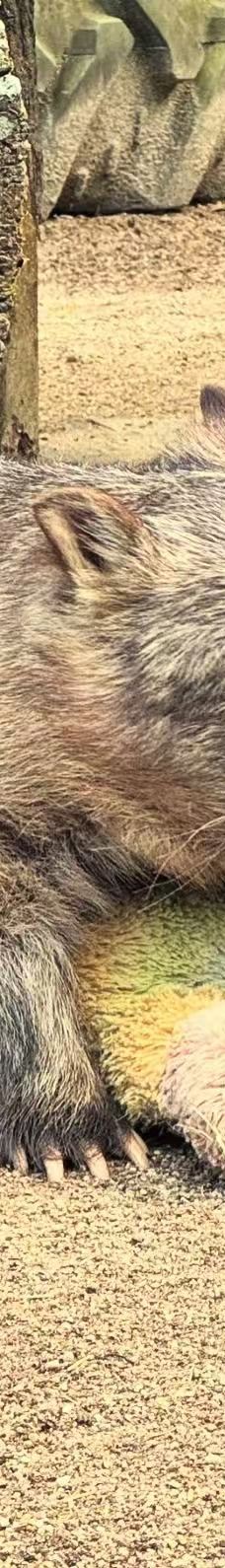 库兰达考拉花园-库兰达