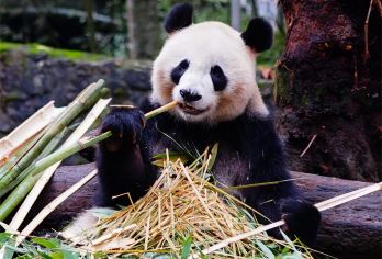 【2-8专车团含门票】青城后山+都江堰中华大熊猫苑一日游【[优势亮点]:私家团、ViP 包车一单一团含景区门票，不拼车，专车专用，属于您的专属空间】