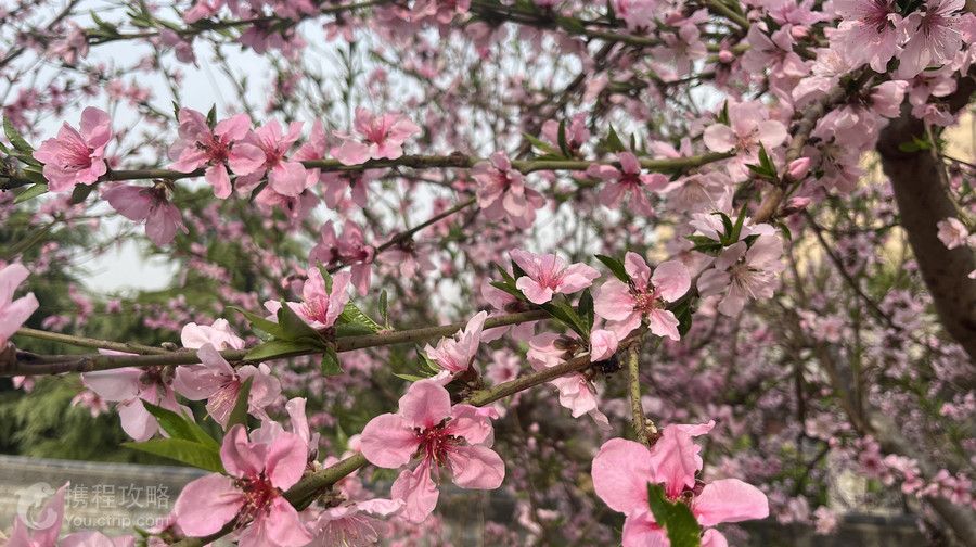鞏義石窟寺