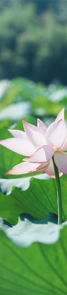 清漾毛氏文化村-江山