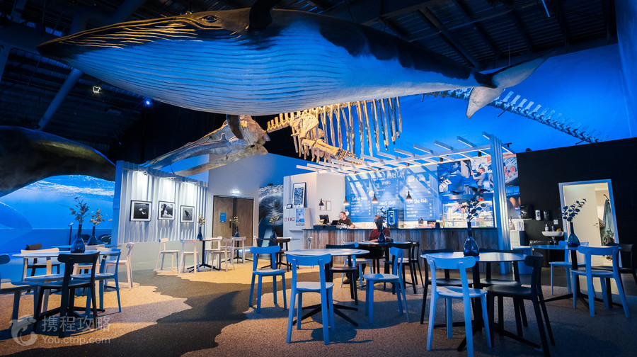 Whales of Iceland