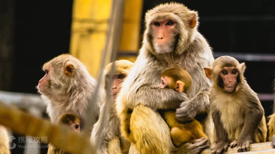 武漢九峰森林動物園