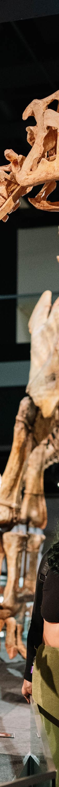 墨尔本博物馆-卡尔敦