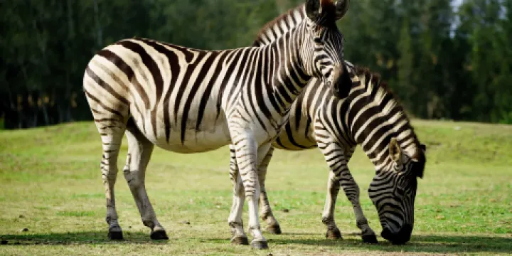 莫戈野生動物園