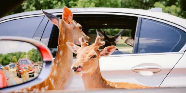 淹城野生動物世界