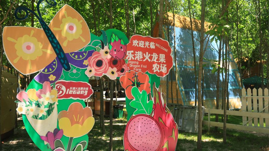 乐港火龙果农场