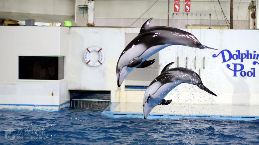 登別海洋公園尼克斯