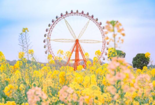 贵州黔南金海雪山+龙架山郁金香一日游【纯玩团看油菜花】【近距离看油菜花】