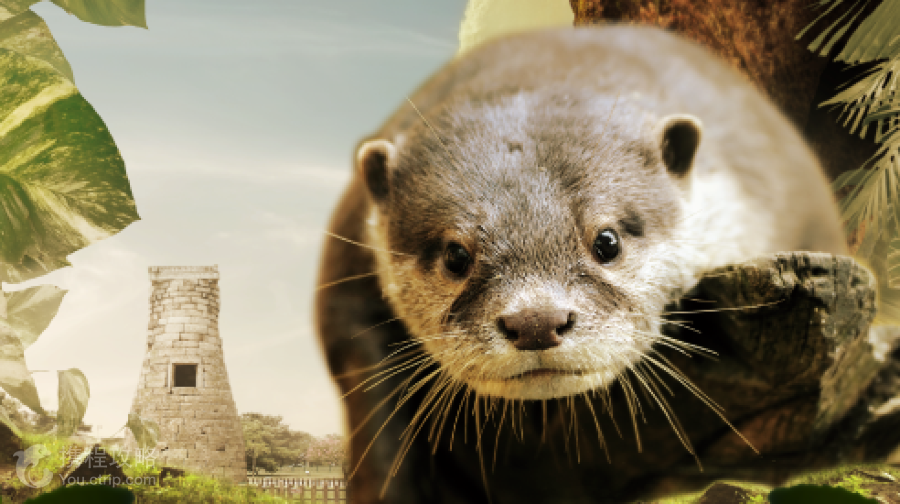 Zoolung Zoolung室內萌寵樂園(GYEONGJU分店)