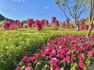 籠箱蓋楓杏生態旅遊景區